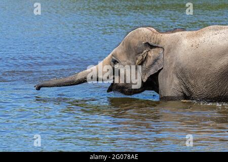 Jeune éléphant d'Asie / éléphant d'Asie juvénile (Elepha maximus) baignade dans la rivière Banque D'Images