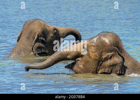 Deux jeunes éléphants d'Asie / éléphant d'Asie (Elepha maximus) jeunes ayant plaisir à se baigner et à jouer dans l'eau de la rivière Banque D'Images