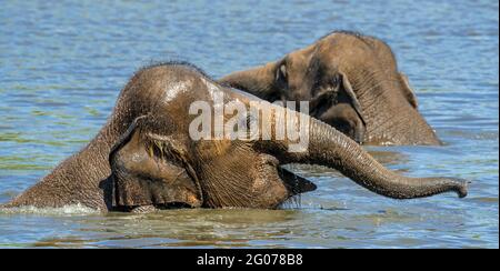 Deux jeunes éléphants d'Asie / éléphant d'Asie (Elepha maximus) jeunes ayant plaisir à se baigner et à jouer dans l'eau de la rivière Banque D'Images