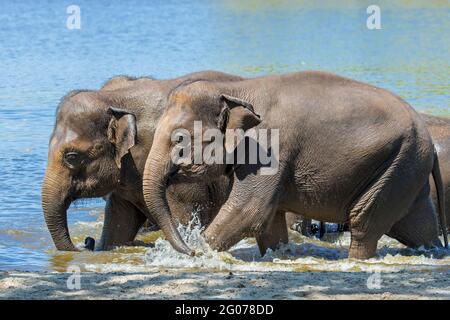 Éléphant d'Asie / éléphant d'Asie (Elepha maximus) troupeau de juvéniles et de vaches / femelles baignant dans la rivière Banque D'Images