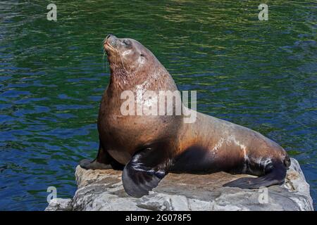Lion de mer de Steller / lions de mer du nord / lion de mer de Steller (Eumetopias jubatus) mâle / taureau se bassant sur la roche, originaire du Pacifique nord Banque D'Images