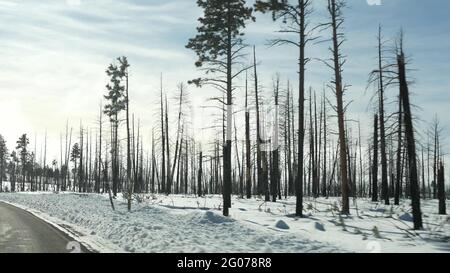 Après un incendie de forêt, des arbres carbonisés brûlés aux États-Unis. Bois de conifères noir sec brûlé après conflagration. Le bois endommagé a été parché à Bryce, vers le sud Banque D'Images