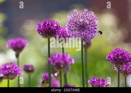 Henley-on-Thames, Royaume-Uni : des alliums de sensation pourpre qui poussent en pots sur une terrasse sur le toit sous le soleil du début de l'été. Anna Watson/Alamy Banque D'Images