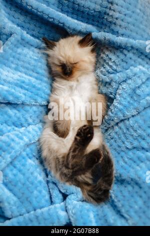 Un chaton angora birman dormant sur une couverture en coton bleu avec les pattes arrière vers le haut. Photo verticale Banque D'Images