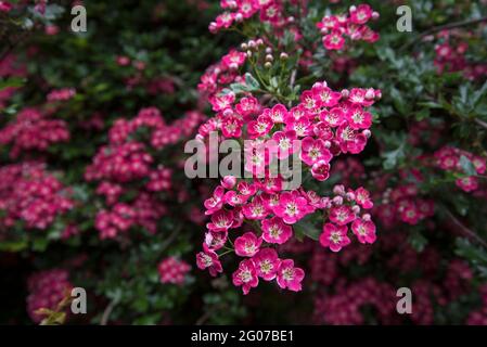L'aubépine rouge fleurira sur un arbre à Édimbourg, en Écosse, au Royaume-Uni. Banque D'Images