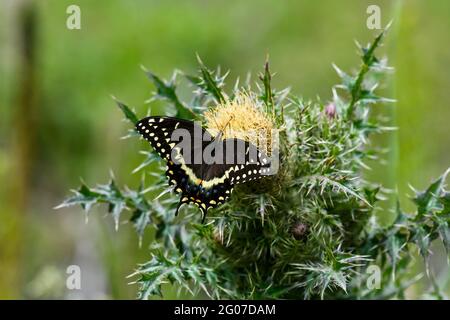 Noir Swallowtail papillon se nourrissant sur une fleur Banque D'Images