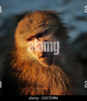 Gros plan d'un petit singe mignon assis sous la lumière du soleil Banque D'Images