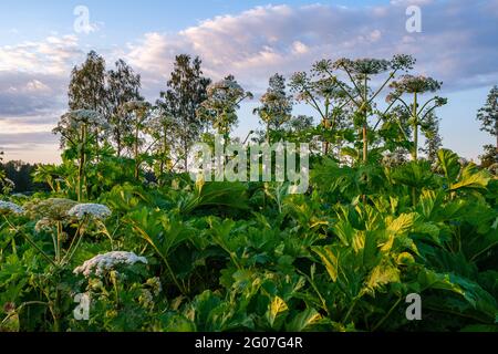 Champ de panais de vache (Heracleum sosnowsky) dans une lumière de coucher de soleil éclatante en été Banque D'Images