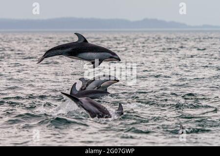 Dauphins à flancs blancs du Pacifique (Lagenorhynchus obliquidens) sautant et socialisant dans le détroit de Johnstone, territoire des Premières nations, Colombie-Britannique, Cana Banque D'Images