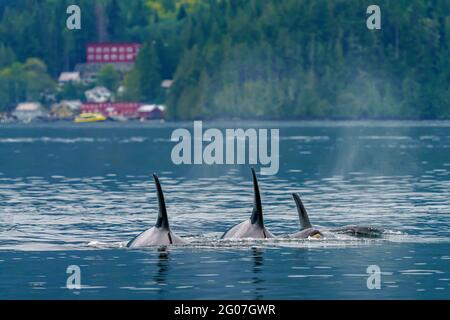 Groupe familial d'orques résidant dans le nord, qui nagent près de Telegraph Cove, dans le nord de l'île de Vancouver, territoire des Premières nations, Colombie-Britannique, Canada. Banque D'Images