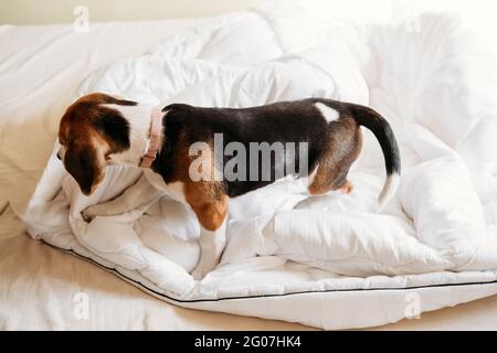 Beagles Puppy dormir dans le lit blanc des propriétaires. Mignon petit chiot Beagle allongé sur le lit dans une couverture. Lits pour chiens pour Beagles Banque D'Images