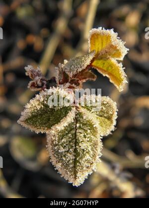 Plantes givrée tôt le matin. Air frais d'hiver. Saison froide. Premier gel. Temps d'hiver Banque D'Images