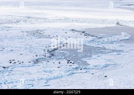 Sceller une colonie sur des flotteurs de glace. HSUS Photoshoot Mars 2006, Save the Seals Campain sur les flotteurs de glace au nord de l'Île-du-Prince-Édouard, au nord-est au large de Magdalene Banque D'Images