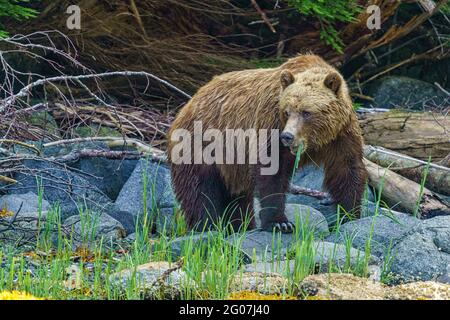 Ours grizzli côtier (ours brun, Ursus arctos) qui se trouve sur l'herbe de lisière à Knight Inlet, dans la forêt tropicale de Great Bear, territoire des Premières nations, British Colu Banque D'Images