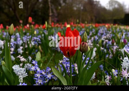 Une tulipe unique se distingue clairement dans un lit de fleurs un jour clair au printemps Banque D'Images