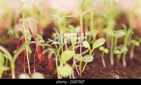 Les jeunes plantes en pleine croissance se rapprochent avec une attention sélective. Image à tons doux Banque D'Images