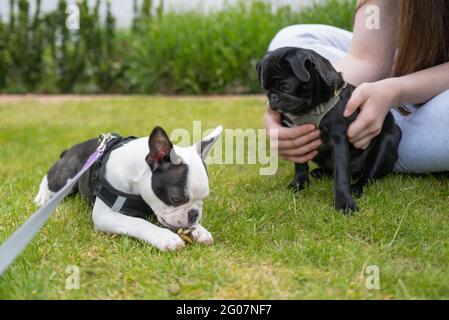 Un pug de chiot noir détenu par une fille regarde un chiot de Boston Terrier mangeant une feuille. Ils sont à l'extérieur sur l'herbe et les deux portent un harnais et un Banque D'Images