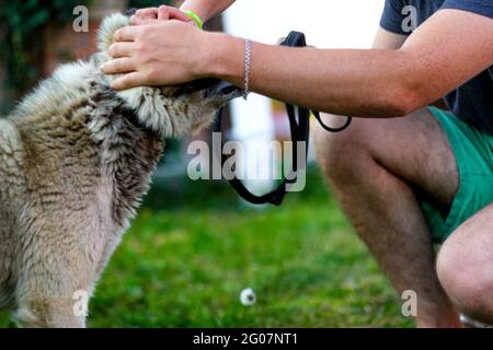 Gros plan sur le laika husky sibérien en colère sur la laisse. Les mains de l'homme chien de chasse, confiance concept de confiance, amour. Le propriétaire caressant doucement son chien. Animaux de compagnie Banque D'Images