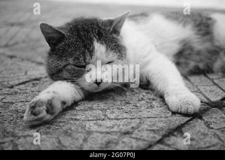 Un joli chat dormant à l'extérieur sur une chaussée en pierre. PHOTO BW Banque D'Images