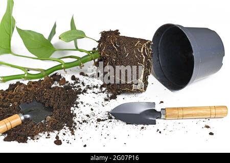 Repotage de la plante avec des racines dans le sol, pot de fleurs et équipement de jardin sur fond blanc Banque D'Images