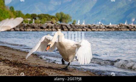 Un cygne muet s'étendant sur la plage. Cygnus olor court en position d'attaque. Lausanne, Suisse. Banque D'Images