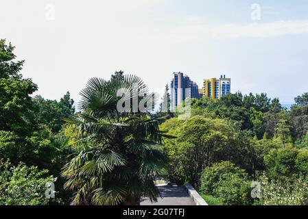 Sotchi, Russie, 27 juillet 2019 : le meilleur complexe du sud de la russie, la mer Noire, une vue sur les parcs, une promenade à travers Sotchi. Heure d'été Banque D'Images