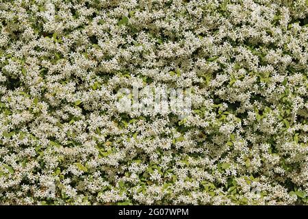 grand arbuste de jasmin étoile en pleine fleur couvre la clôture d'une maison Banque D'Images