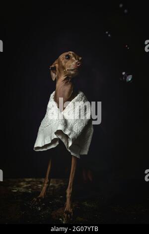 Adorable petit chien italien piccolo avec serviette en préparation le bain sur fond sombre plein de bulles de savon Banque D'Images