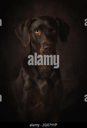 Portrait du beau chien brun allemand braco sur fond sombre Banque D'Images