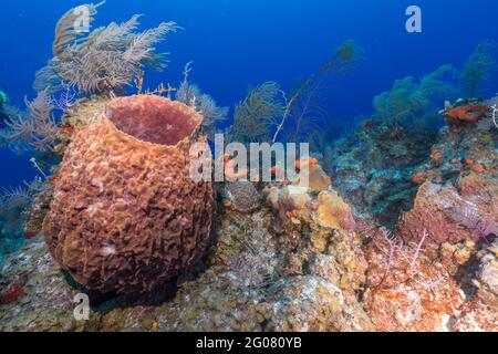 Plantes marines exotiques Reef scape poussant sur une surface rugueuse de récif de corail dans l'eau bleu propre de l'océan Banque D'Images