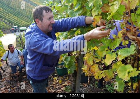 FRANCE, HAUT-RHIN (68), KATZENTHAL, PRÉPARATEUR DE RAISIN DANS UN VIGNOBLE, KATZENTHAL Banque D'Images