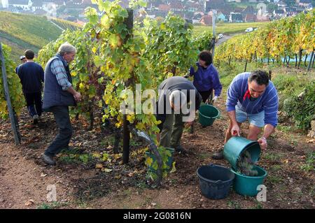 FRANCE, HAUT-RHIN (68), KATZENTHAL, PRÉPARATEUR DE RAISIN DANS UN VIGNOBLE, KATZENTHAL Banque D'Images