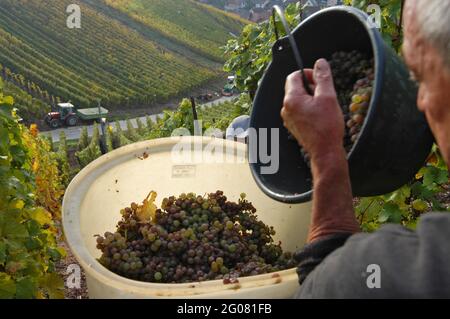 FRANCE, HAUT-RHIN (68), KATZENTHAL, PRÉPARATEUR DE RAISIN DANS UN VIGNOBLE, KATZENTHAL Banque D'Images