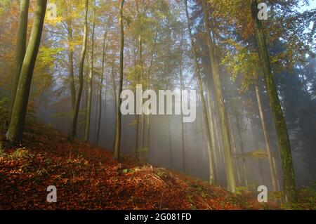 FRANCE, BAS-RHIN (67), SAVERNE, FORÊT DANS LA BRUME D'AUTOMNE Banque D'Images