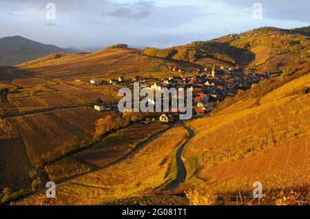 FRANCE, HAUT-RHIN (68), NIEDERMORSCHWIHR, VIGNOBLE ET VILLAGE DE NIEDERMORSCHWIHR EN AUTOMNE Banque D'Images