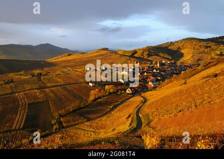 FRANCE, HAUT-RHIN (68), NIEDERMORSCHWIHR, VIGNOBLE ET VILLAGE DE NIEDERMORSCHWIHR EN AUTOMNE Banque D'Images