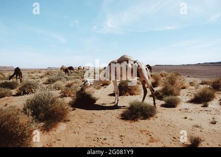 Troupeau de chameaux en train de manger de l'herbe sèche tout en broutant dans un désert aride le jour ensoleillé près de Marrakech, Maroc Banque D'Images