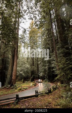 Paysage pittoresque avec une voiture solitaire longeant une route asphaltée humide À travers la forêt dense avec de grands séquoias à feuilles persistantes Parc national de Basin en C. Banque D'Images