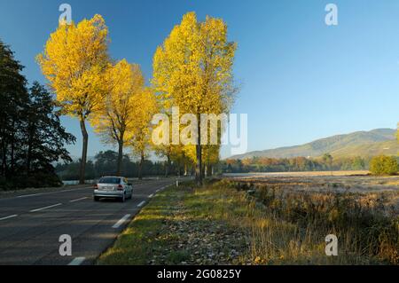 FRANCE, HAUT-RHIN (68), WINTZENHEIM, ROUTE D417 EN AUTOMNE, VALLÉE DE MUNSTER, PARC NATUREL RÉGIONAL DES BALLONS DES VOSGES Banque D'Images