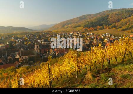 FRANCE, HAUT-RHIN (68), RIQUEWIHR VILLAGE ET VIGNOBLE EN AUTOMNE Banque D'Images