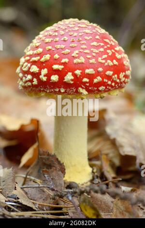 FRANCE, BAS-RHIN (67), AMANITA MUSCARI, FORÊT DE SAVERNE Banque D'Images