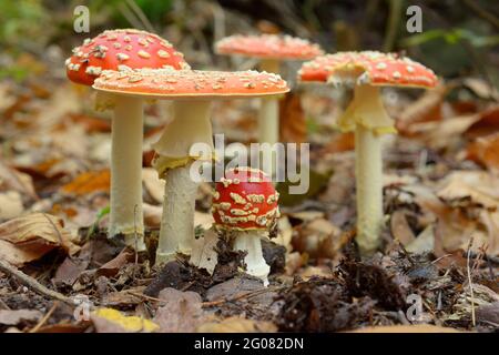 FRANCE, BAS-RHIN (67), AMANITA MUSCARI, FORÊT DE SAVERNE Banque D'Images