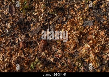 Preuve de l'écureuil rouge américain, Tamiasciurus hudsonicus, où il a nourri sur des cônes de sapin dans le camping de la ville de Cabin, Lolo National Forest, Montana, États-Unis Banque D'Images