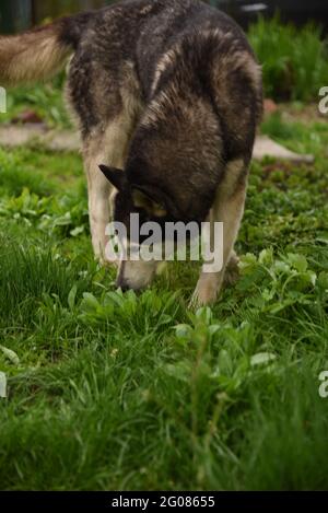 Chien à l'œil bleu chien de Sibérie Husky race se trouve dans l'herbe verte Banque D'Images