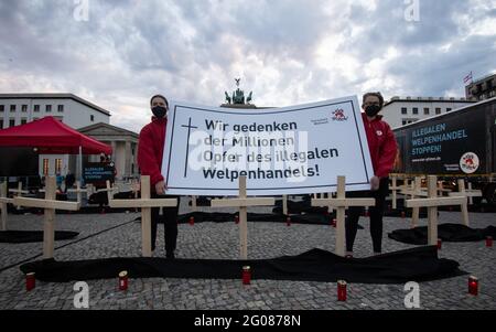 Berlin, Allemagne. 1er juin 2021. Les activistes de la fondation de protection des animaux « Vier Pfoten » ont un panneau indiquant « nous nous souvenons des millions de victimes du commerce illégal de chiots » sur la Pariser Platz, où de nombreuses croix en bois et des lumières de sépulture sont placées. En outre, les activistes ont commémoré de cette façon les nombreux chiots morts qui meurent chaque année en raison de l'élevage illégal et de la vente trop précoce. Credit: Paul Zinken/dpa-Zentralbild/dpa/Alay Live News Banque D'Images