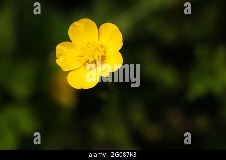 Photographie macro d'une coupe de beurre jaune sur fond vert naturel Banque D'Images