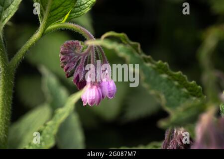 Gros plan de fleurs roses communes de comfrey ou de Symphytum officinale Banque D'Images