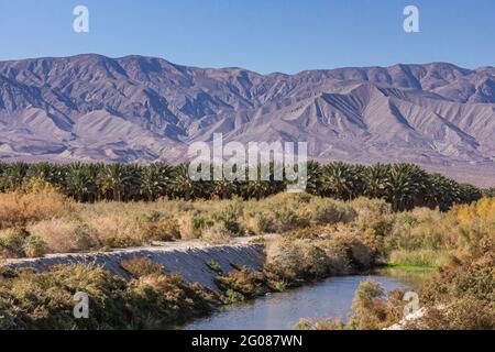 USA, CA, Salton Sea - 28 décembre 2012: Palmier vert plantation près de creek off shore avec chaîne de montagnes marron à l'horizon sous ciel bleu. Brunissez Banque D'Images