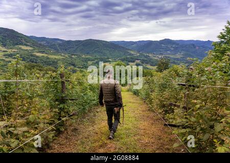 Hunter marche lentement à travers les vignobles dans les montagnes Banque D'Images