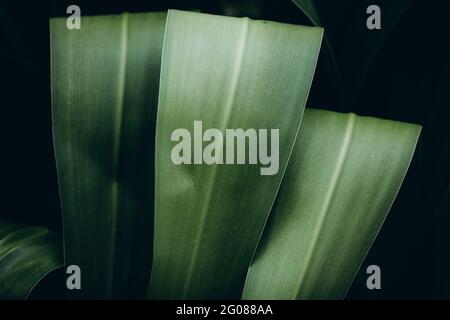 Gros plan sur un large feuillage de palmiers de nature asiatique Banque D'Images